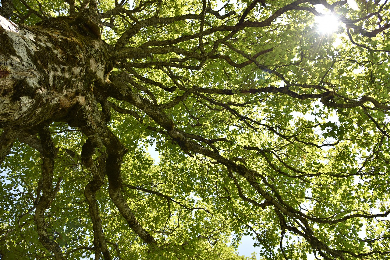 CorAnima - a heart-centred and courageous practice